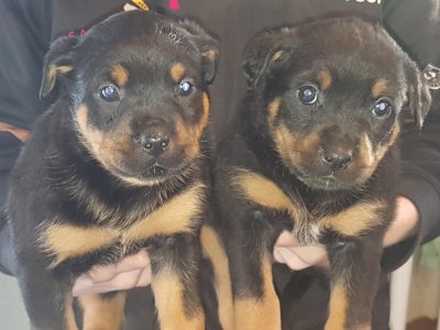 Rottweiler x Bullmastiff puppies for sale