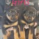Rottweiler x Bullmastiff puppies for sale