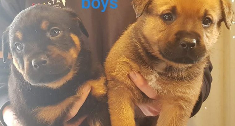 Rottweiler x Bullmastiff puppies for sale