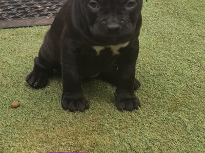 🇺🇸 AMERICAN STAFFY PUPPIES 🇺🇸