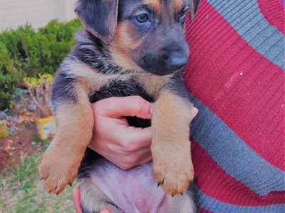 Pure Bred German Shepherd Puppies