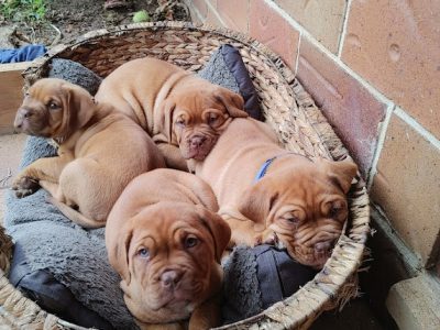 Dogue De Bordeaux Puppies for Sale