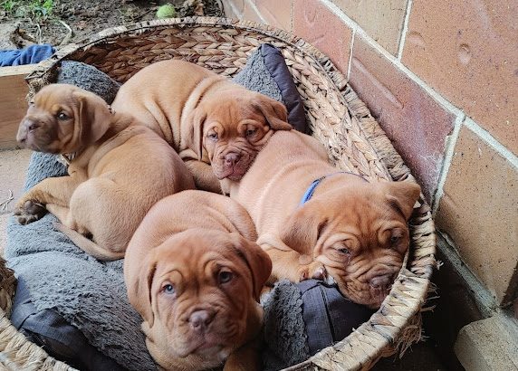 Dogue De Bordeaux Puppies for Sale