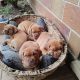 Dogue De Bordeaux Puppies for Sale
