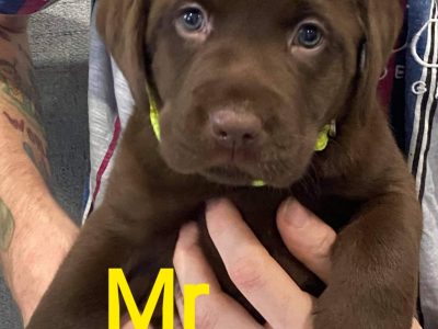 Stunning Labrador puppies