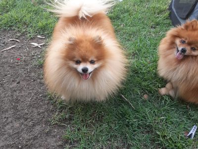 Pomeranian stud. Tea cup. Pure breed. D.N.A tested