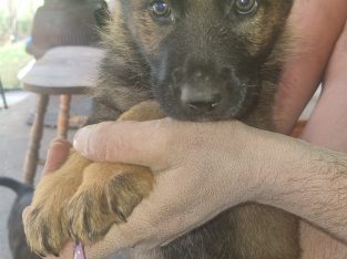 Beautiful purebred German shepherd pups