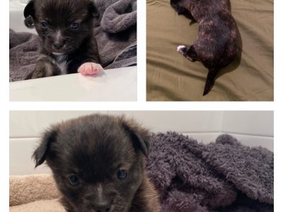 Maltese X Chihuahua ( Malchi )