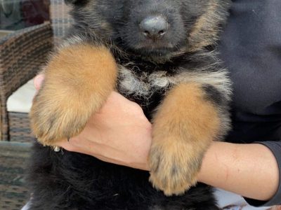 German Shepherd Puppies For Sale