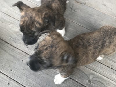 Westie x jack russell