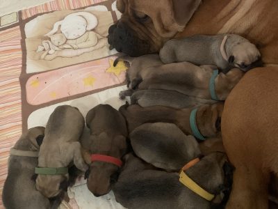 Purebred Bullmastiff Puppies