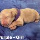 Groodle Puppies for Sale