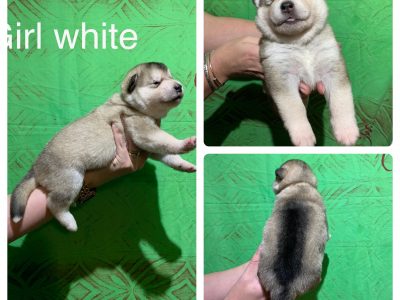 Alaskan Malamute puppies