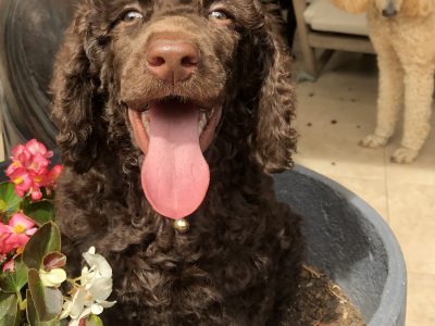 Standard Poodle Puppies