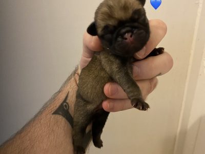 Purebred Pug puppies