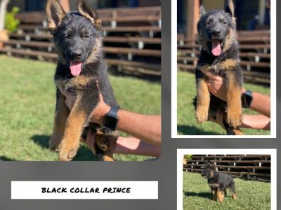 Pure Bred German Shepherd Puppies (no papers)