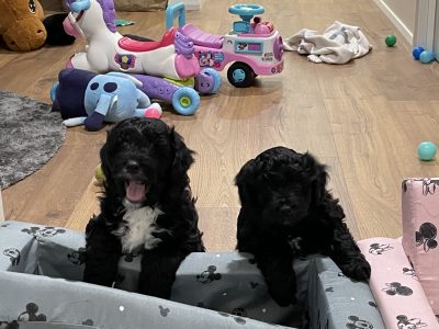 Bordoodle Puppies for Sale