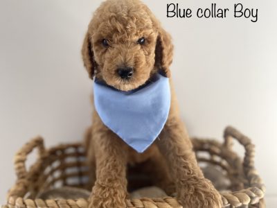 Standard Poodle Puppies