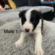 Long Haired Purebred Border Collie Puppies