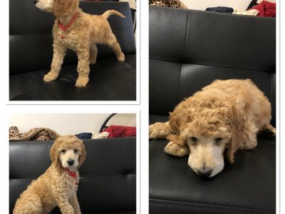 STANDARD POODLE PUPPIES PARENTS DNA ORIVET TESTED