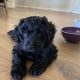 Bordoodle Puppies for Sale
