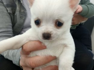 2x female Chihuahua puppies