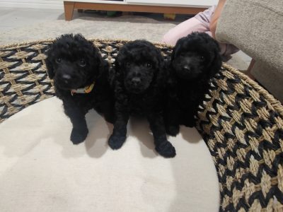 3 Beautiful Black Toy Poodle Males -Fernvale qld