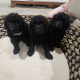 3 Beautiful Black Toy Poodle Males -Fernvale qld