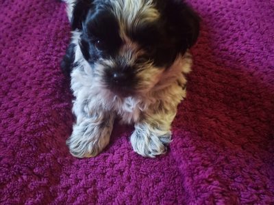 Maltese Shihtzu puppies