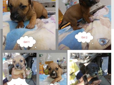 Mastiff X Arab X staffy