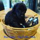 3 Beautiful Black Toy Poodle Males -Fernvale qld