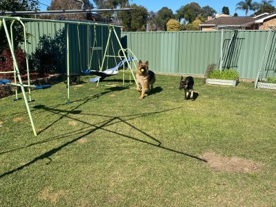 PUREBRED ROYAL CANIN GERMAN SHEPHERD PUPPIES