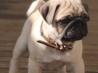 Male Pug Puppy 14 weeks old