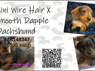 Mini wire hair x smooth dapple dachshund puppies