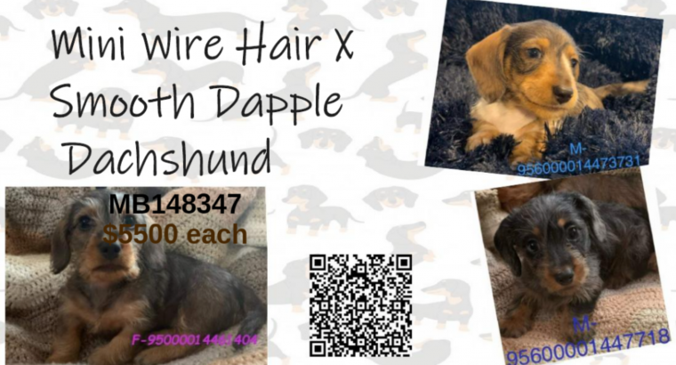 Mini wire hair x smooth dapple dachshund puppies