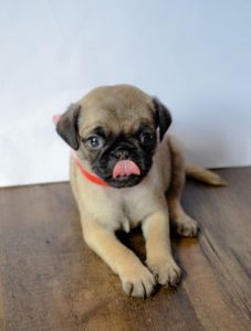 Puggle pups dogs puppy small PUG