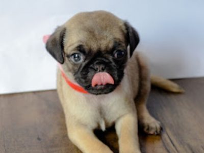 Puggle pups dogs puppy small PUG