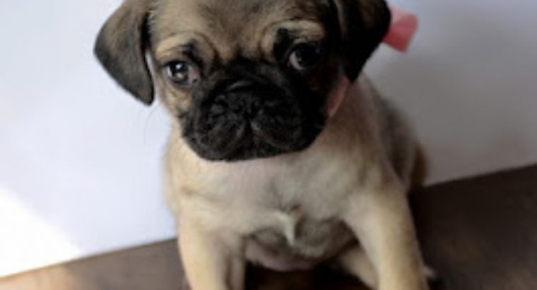 Puggle pups dogs puppy small PUG