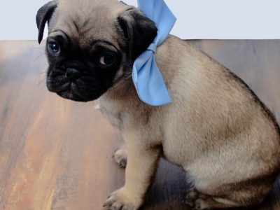 Puggle pups dogs puppy small PUG