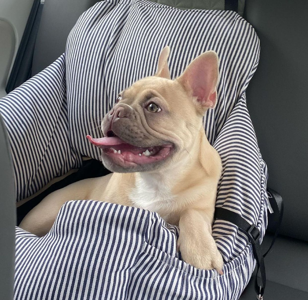 Well Socialized French Bulldog Puppies for sale !