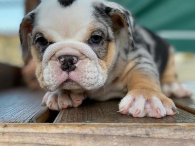 Sweet Temperament British Bulldogs Awaiting 5star