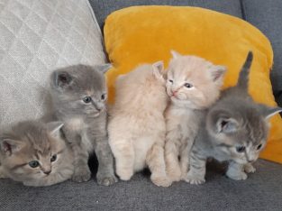 Blue British Shorthair Kittens For Sale