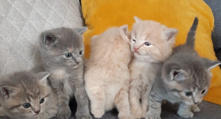 Blue British Shorthair Kittens For Sale