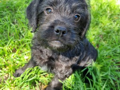 Cocker spaniel x french bulldog