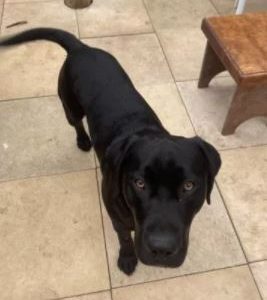 Labrador Puppies for sale