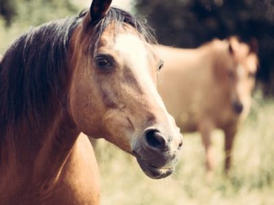 Top 20 Horse Trainers in New South Wales