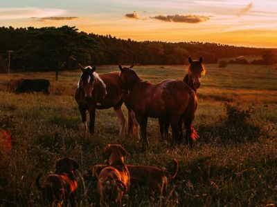 Top 20 Horse Trainers in Victoria