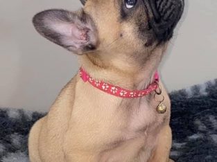 Well Socialized French Bulldog Puppies for sale !