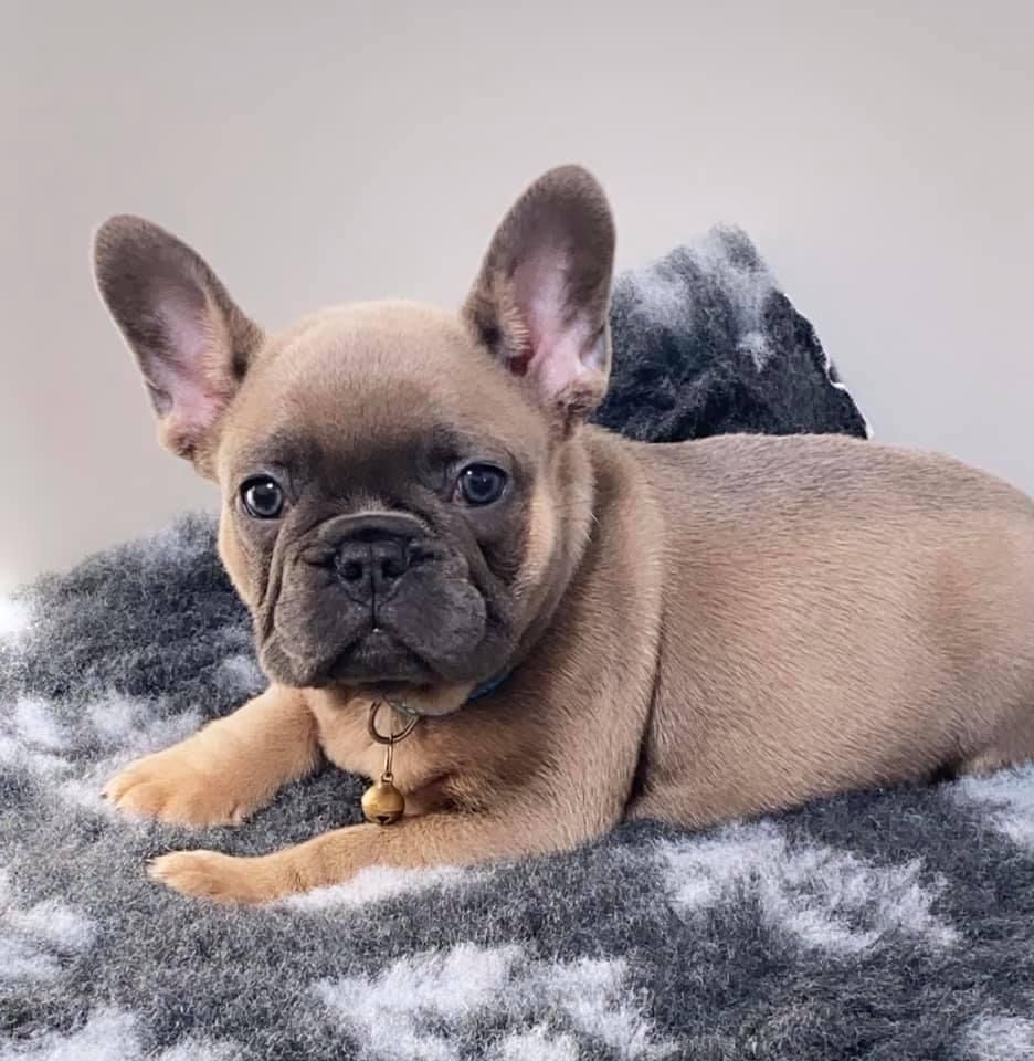 Well Socialized French Bulldog Puppies for sale !