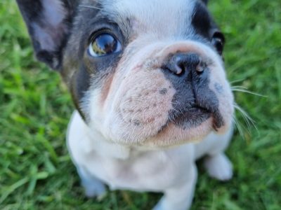 French Bulldog female